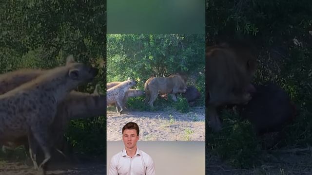 uivv9tys1EM - Hyenas constantly chase the lion and steal his food. #shorts #hyena #lion