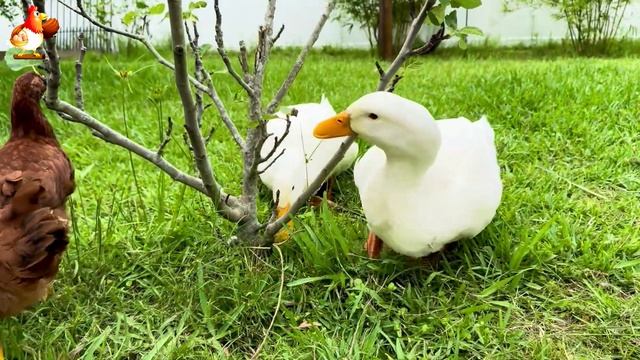 Забавные утки мускусные и пекинские на свободном выгуле ч.(63) ❣️🤗😂