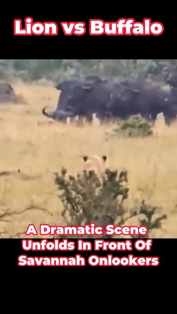 l61PhxYFtmM - Clash of the Titans： Buffalo Kills Lion #shorts #animals #viral #vizard
