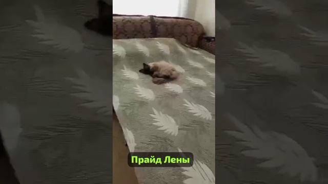 Прайд у Елены С. .Чистенько. 
Уютненько. Запах- нет  .
Животное обработаны и помыты.