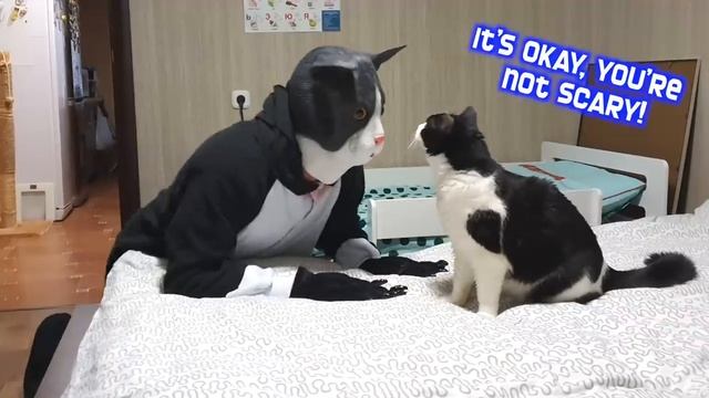 ВИДЕО СМЕШНЫХ КОТОВ.