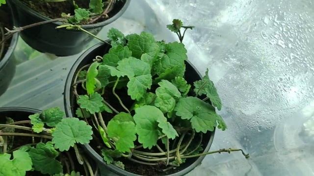 Супер ампельное растение для сада Как сохранить будру плющелистную в зиму. Черенкование будры.