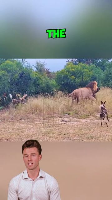 cRW-6zJf6j4 - The Comeback of the King #shorts #animals #wildlife