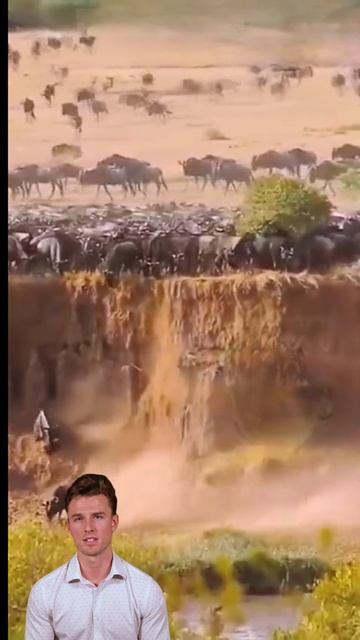 mEBBi-HUtXs - Nature's Grand Spectacle： The Thrilling Wildebeest Migration Across Serengeti and Masa