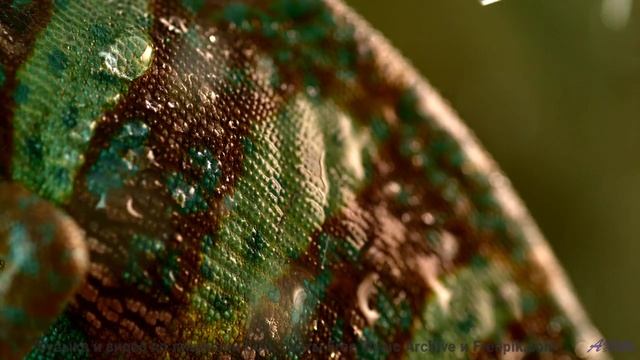 Музыка, которая звучит как ночь, полная страсти... - Clavecin -- Anne Laplantine -- Padon