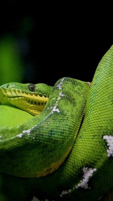 longest snake in the world #snake #facts #knowledge #snakevideo #snakegame