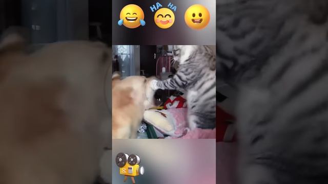 pqqzDkAIAgg - When Tough Dogs Turn into Total Cowards Around Cats! #shorts #animals #facts