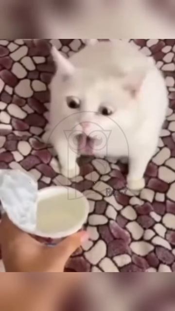 xFw9AKhgUvI - Funny Pets. Funny Cat Reactions to Smell😎.... #shorts #pets #fannydog   #funny #cat #