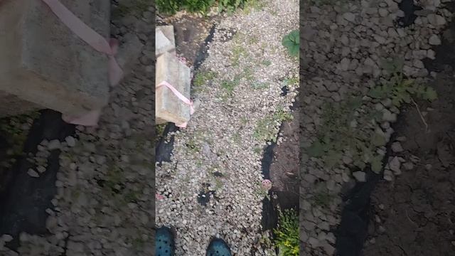 Чистогряд. Ожидание и реальность.
