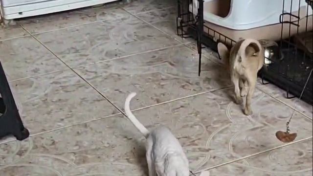 1000000589.mp4