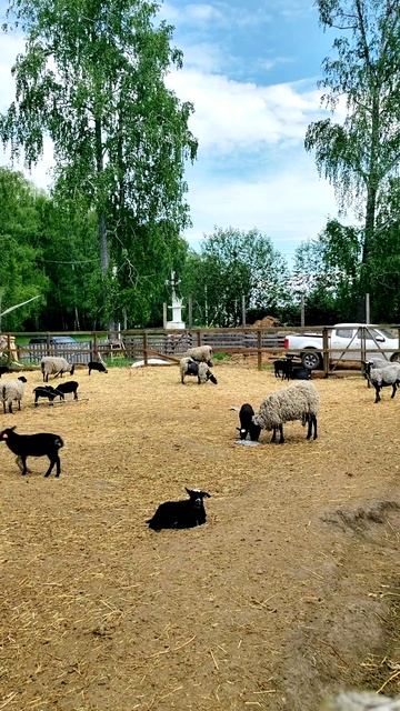 Как я дрессирую баранчика по кличке Гаврюша 🧠🐑