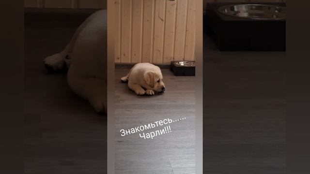 Знакомьтесь ..... Чарли)))).mp4