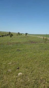 Секреты успешного скотоводства в июне