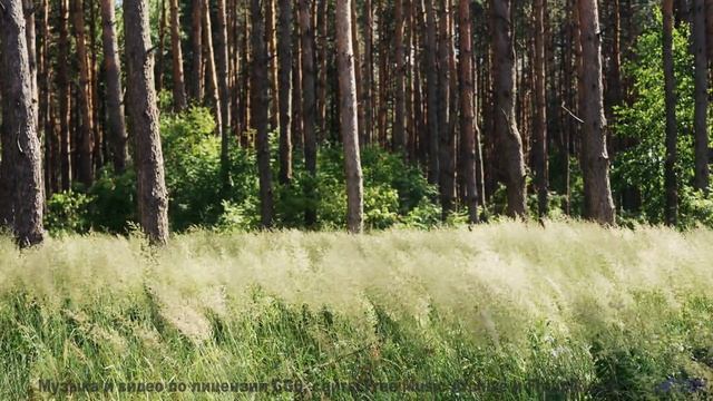 Мелодия, которая заставляет хотеть свернуть на любую неизвестную дорогу - goonlyfe -- Vincent August