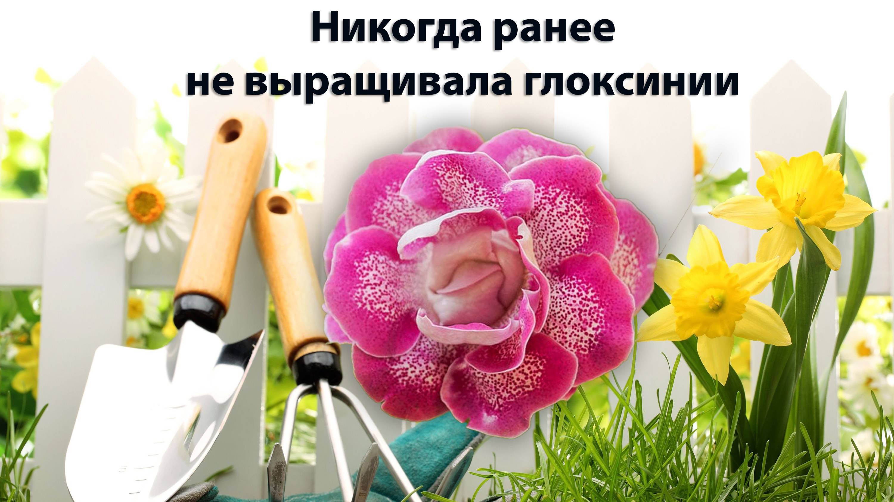 Никогда ранее не выращивала глоксинии | Садовод со стажем