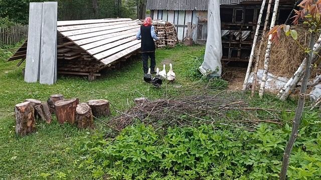 Дом у озера. Посадил малину: "Октавия" и "Московский гигант".