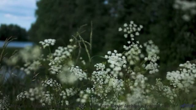 Кадры природы, которые снимут стресс за 3 минуты! - Desgarro (XLIV) -- opo -- Estudios Indigeniforme