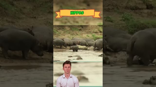xCV7twiUZ4M - Clash of Titans： Why Hippos Outsmart Crocodiles #shorts #animals #wildlife #wildlifeta