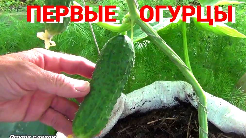 Первые огурцы. Сравнение сортов. В мешках или на грядке.