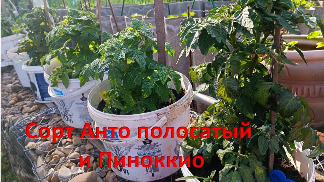 Помидоры в горшках. 12 июня. Сорт Анто полосатый и Пиноккио