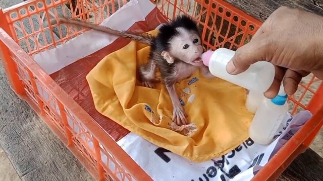 Обезьянки найдёныши маленькими живут в приюте во дворе на воле без памперсов Пьют смесь из соски Доб