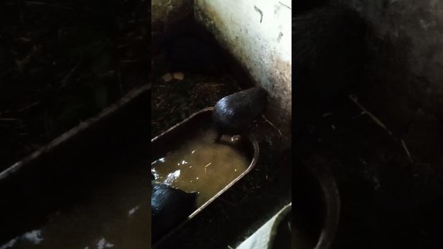 1000031879.mp4