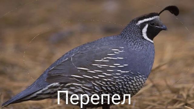 Домашние птицы