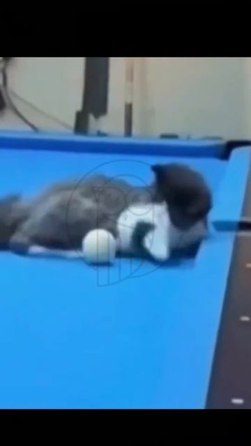 ffQrl8oOCBI - Funny Pets. You've never seen anything like it #funnyshorts #cat #funny #pet #shorts #