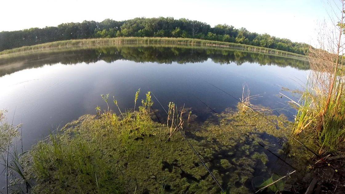 Рыбалка на маховую удочку ловля карася на рассвете