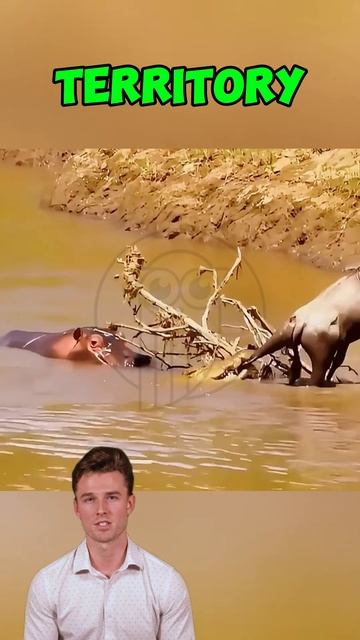 mizBFkE_bAI - Territorial Showdown： How a Hippo Saved an Antelope by Accident #shorts #animals #wild