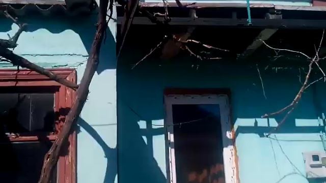 Больной виноградник # хотела снять журавлей, они очень