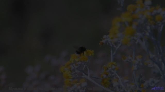 Песня, которая звучит громче, когда поёшь её хриплым утром в палатке - ReTrained -- Greg Atkinson --