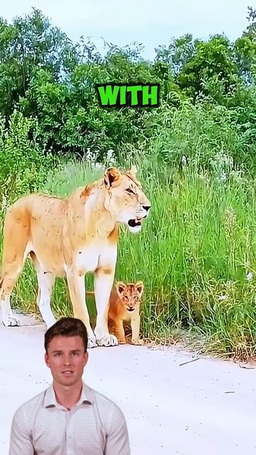 d7bNT2bMT04 - ＂Clash of Titans： Lion vs. Black Bear & the Hunt for Survival＂ #shorts #animals #wildl