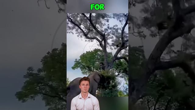 hpnNS5D39FM - ＊＊The Unstoppable Force： When Elephants Unleash Their Fury＊＊ #shorts #animals #wildlif