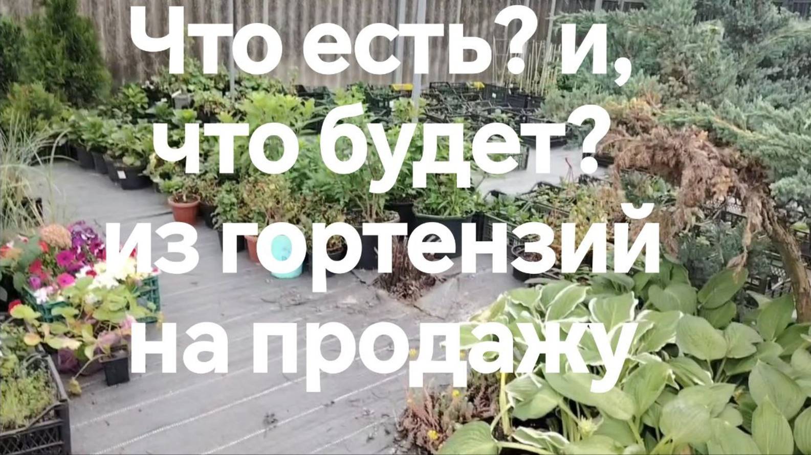 Что есть и что будет в продаже из гортензий.