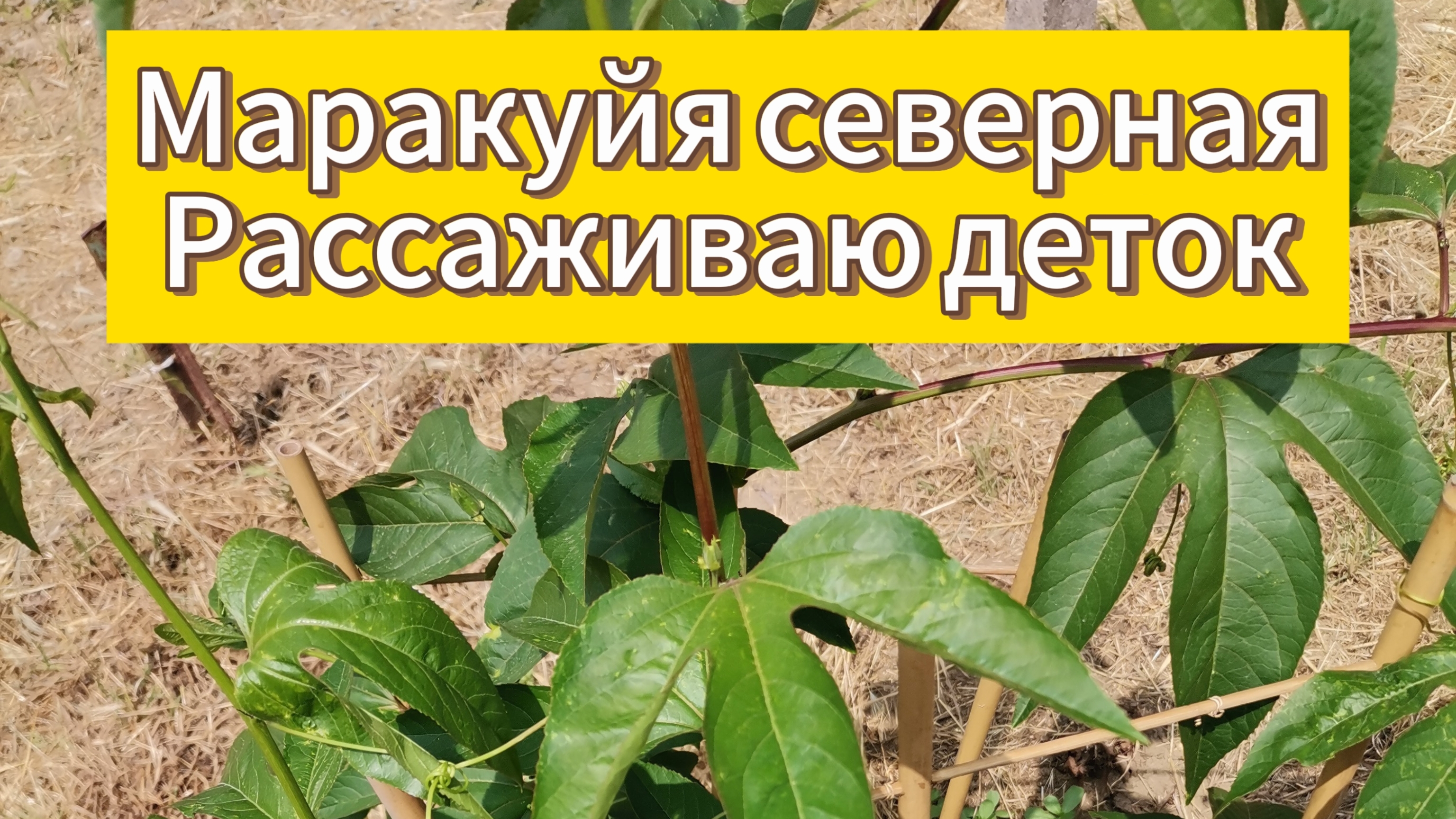 Рассаживаю деток МАРАКУЙИ северной 🌱