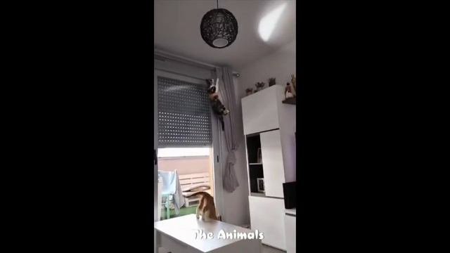 Приколы с животными!