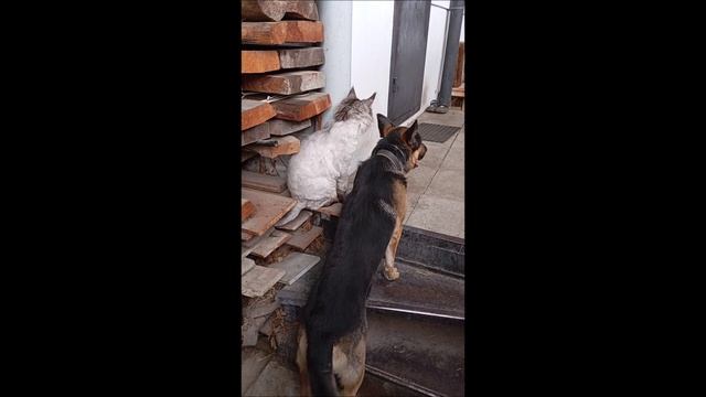 Собака. Кот. Том и Кос