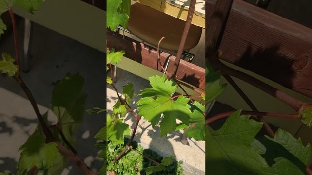Дамский пальчик нынче не радует...