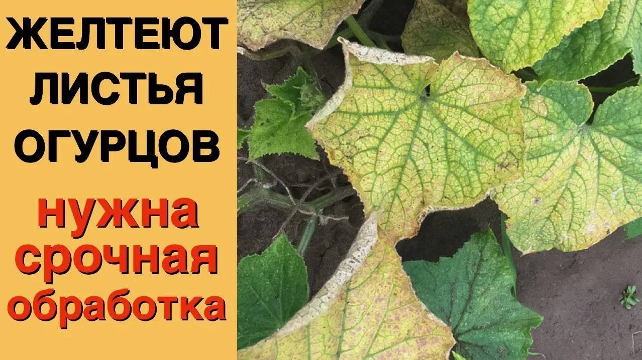 ЧЕМ ПОЛИТЬ ОГУРЦЫ, если у них ЖЕЛТЕЮТ ЛИСТЬЯ!