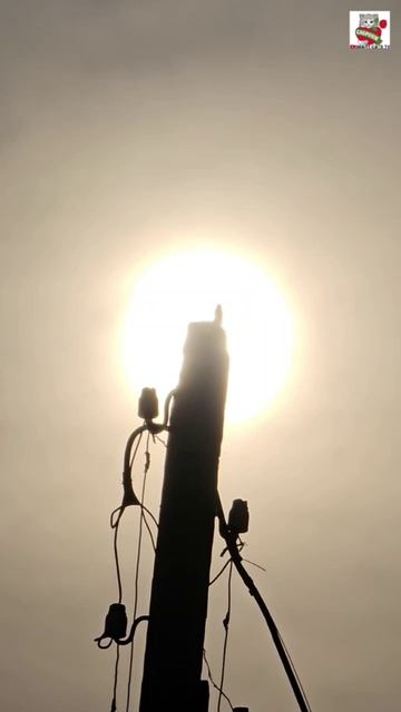 Добрый вечер от Бакса Ванессы и Птички Небесной 🌞🕊🐶❤️🐩