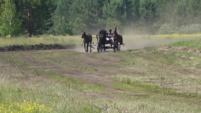 XXIV конноспортивные соревнования. Сузунский район.