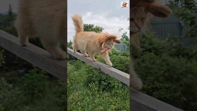 Пикселюша поблагодарил Друзей за подарки 🎁🙏❤️ и поделился с ребятами улыбкой 🌞😃❤️🦁🥰