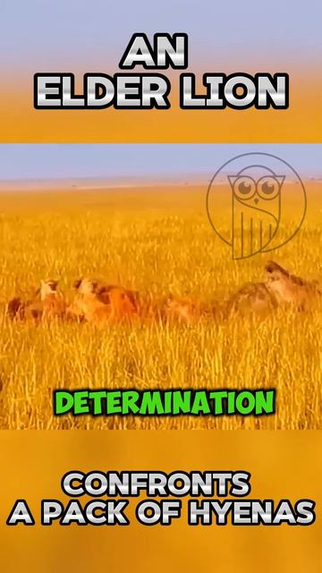 zNBecgfkvHU - An Elder Lion Confronts a Pack of Hyenas #shorts #animals #vizard #nature #viral #wild