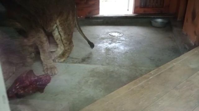 Может быть на улицу пойти кушать, но нет там дождь. Видео от опекуна Светланы