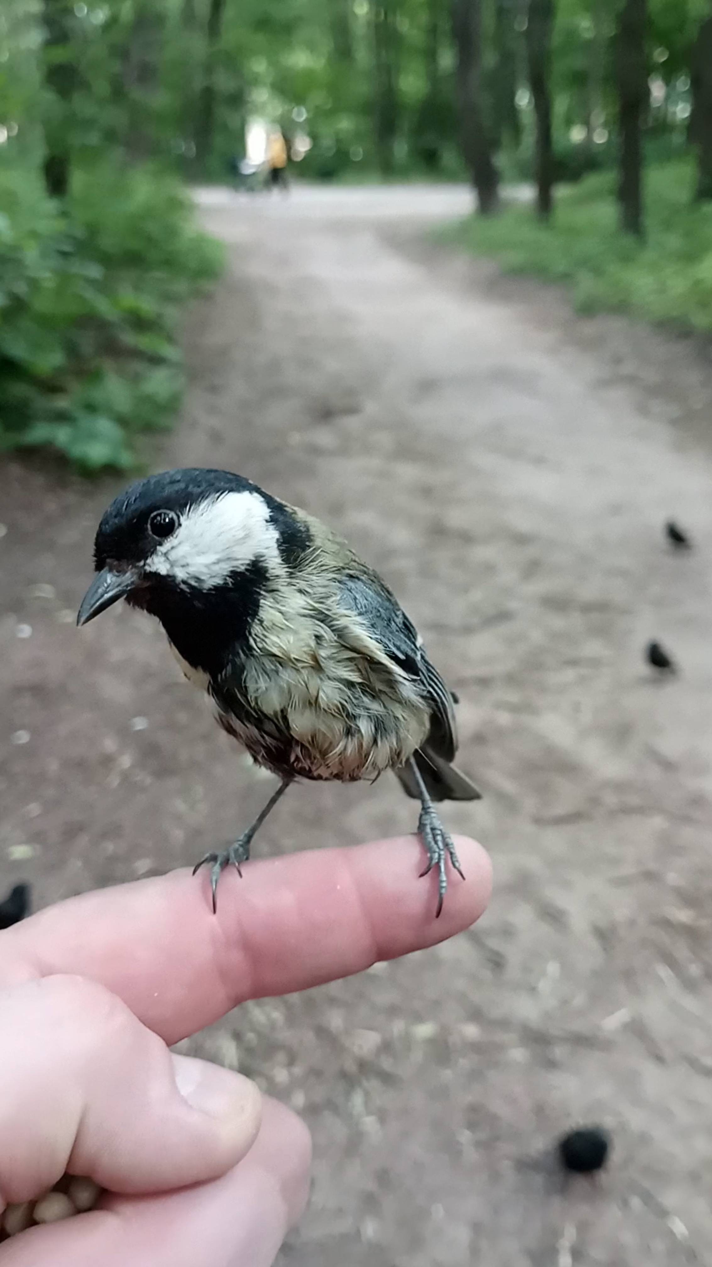 Ручные птички