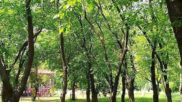В Комсомольском парке. 12.06.25.