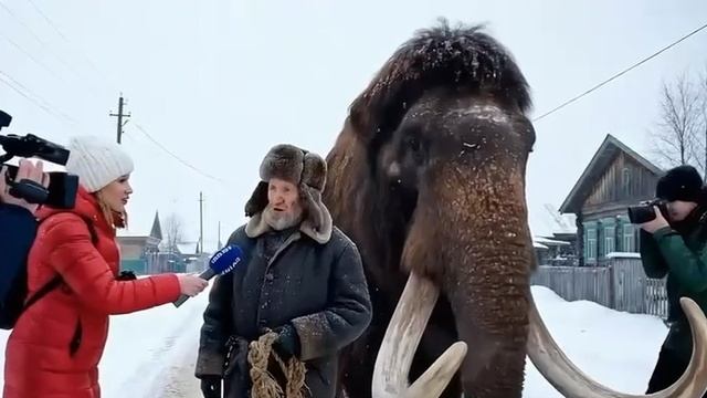 Дед воспитывает Дагестанского слона как щенка