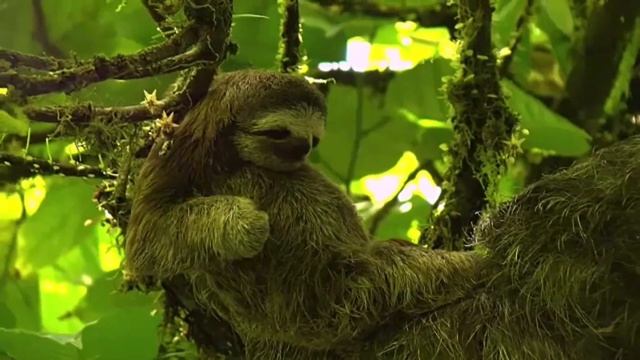 Amazing fun facts about animals you didn’t know जानवरों की ऐसी बातें जो आप नहीं जानते होंगे।