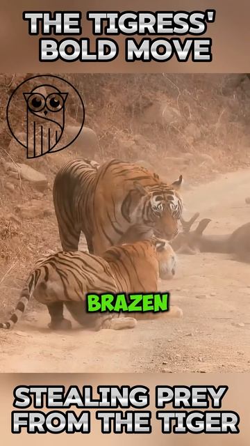 dg33d0NgRnA - The Tigress' Bold Move： Stealing Prey from the Tiger #shorts  #nature #animals #viral